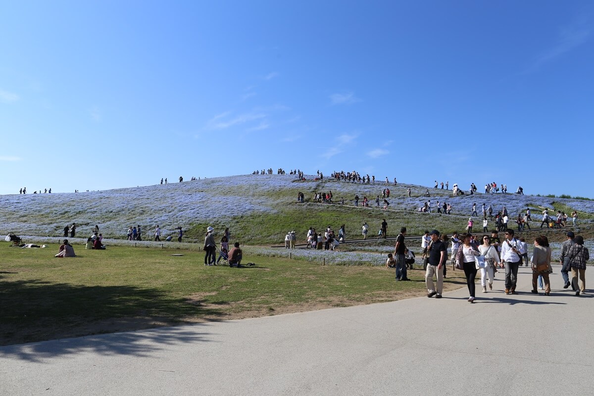 ネモフィラ咲く国営ひたち海浜公園 (5)