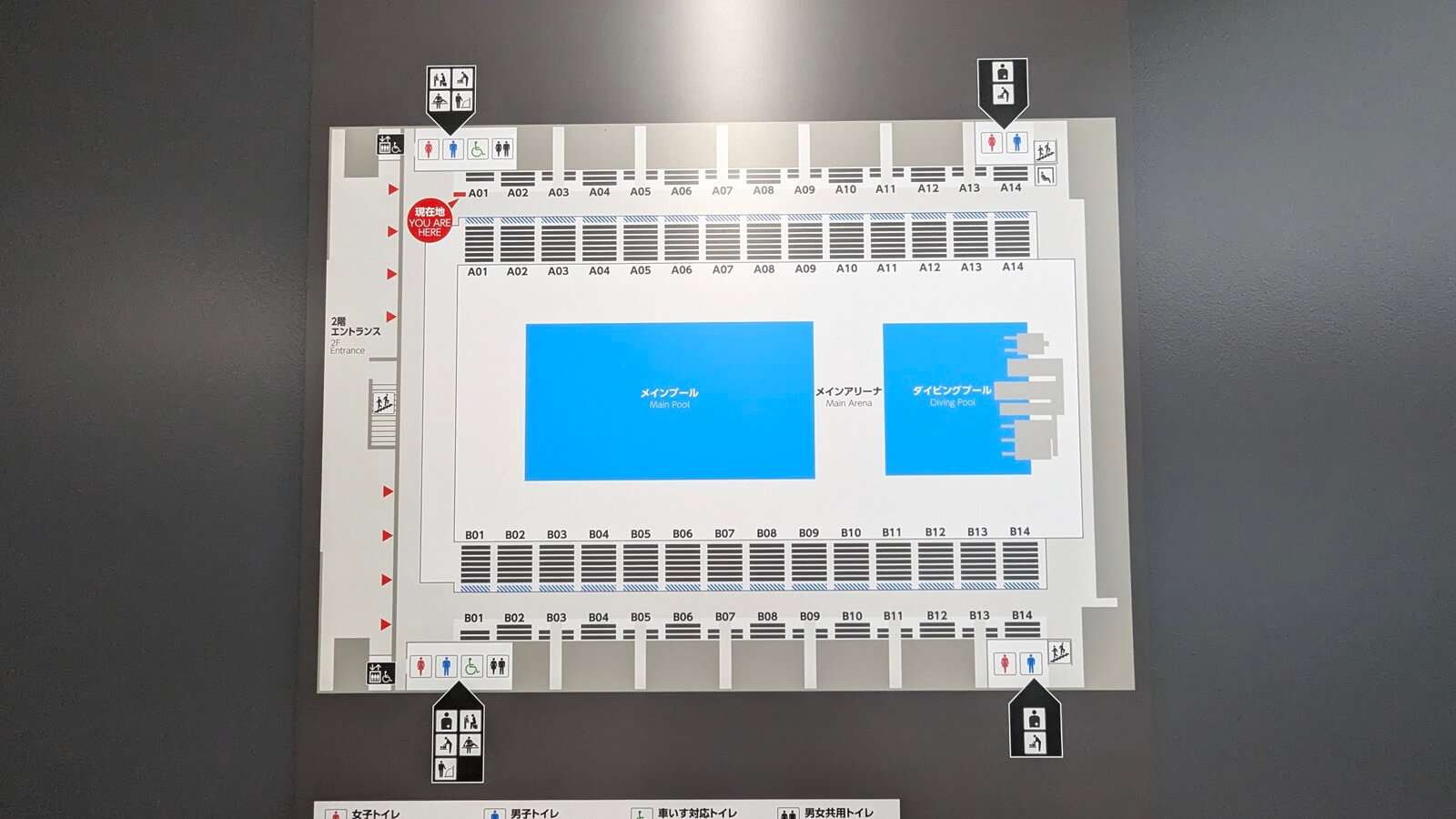 アクアティクスセンター・水泳の日
