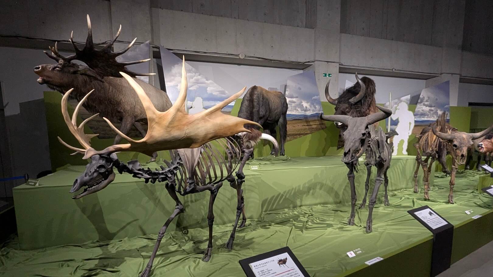 ギガンテウスオオツノジカ、オーロックス、ステップバイソンなど
