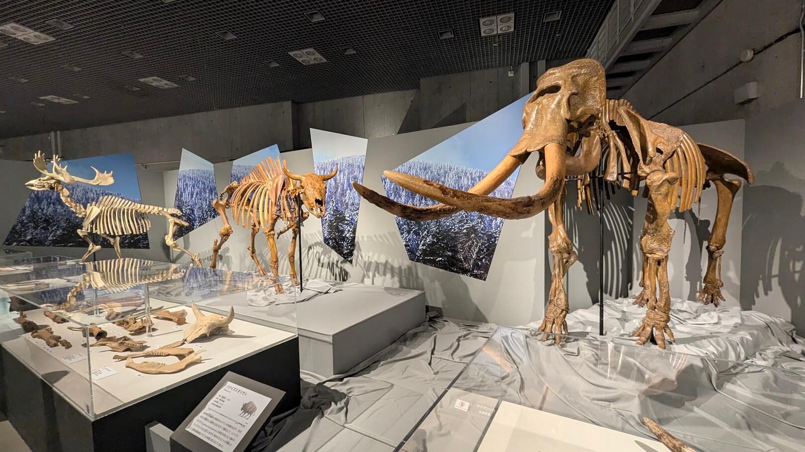 ナウマンゾウ、ヤベオオツノジカ、ハナイズミモリウシといった日本三大絶滅動物