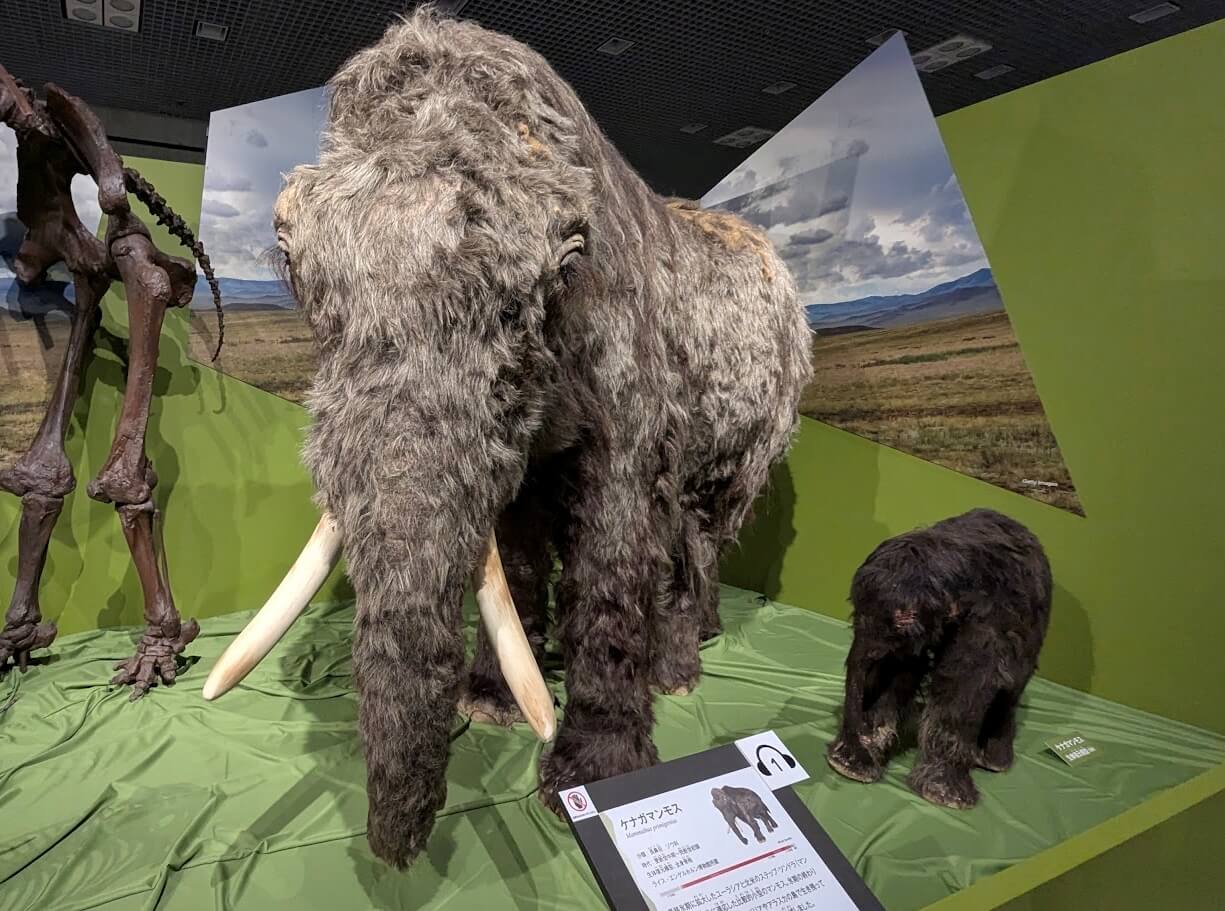 ケナガマンモス