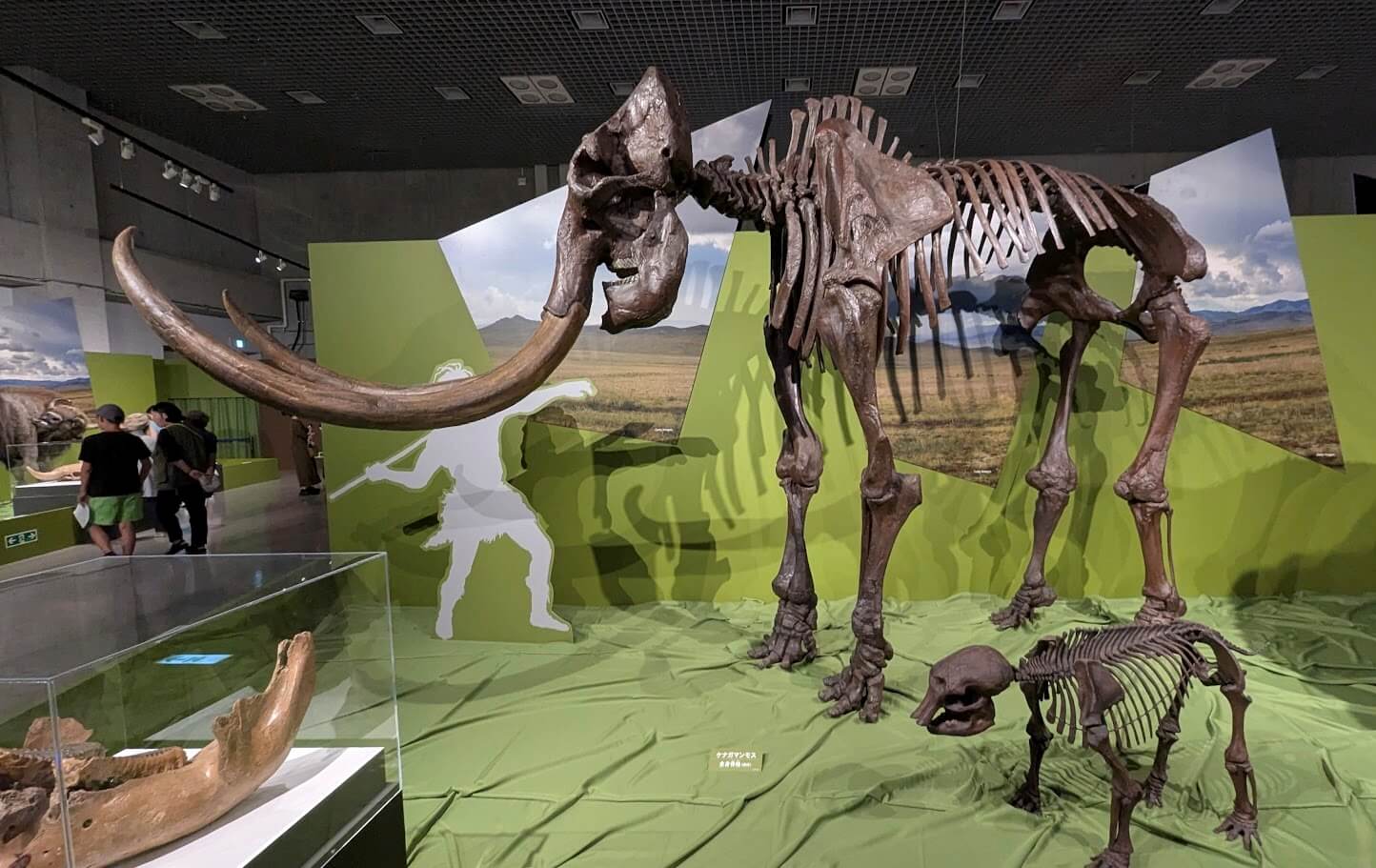 ケナガマンモス