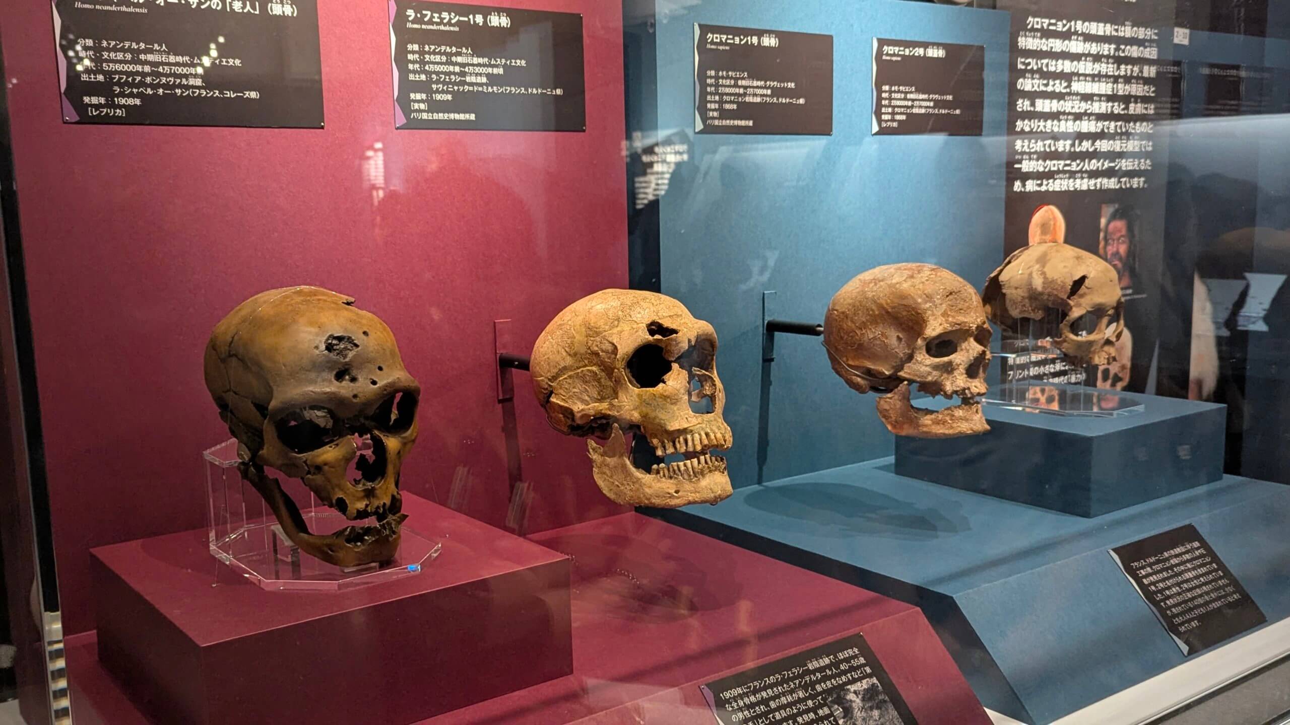 ネアンデルタール人とクロマニオン人の頭蓋骨