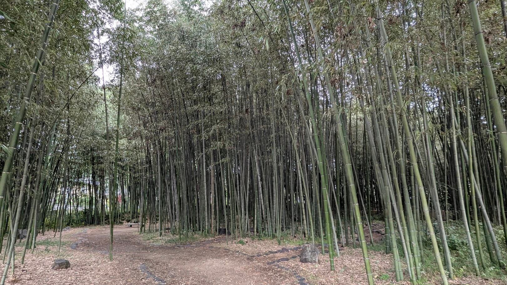 旧嵯峨御所 大覚寺・大沢池
