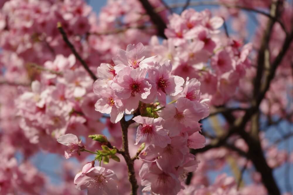 上野公園　陽光桜  (2)