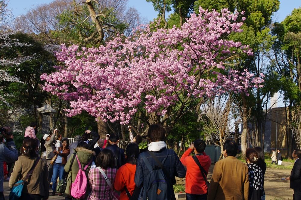 上野公園　陽光桜  (3)