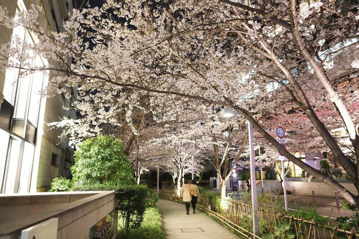 六本木ヒルズの夜桜　roppongi hills Cherry Blossom (1)