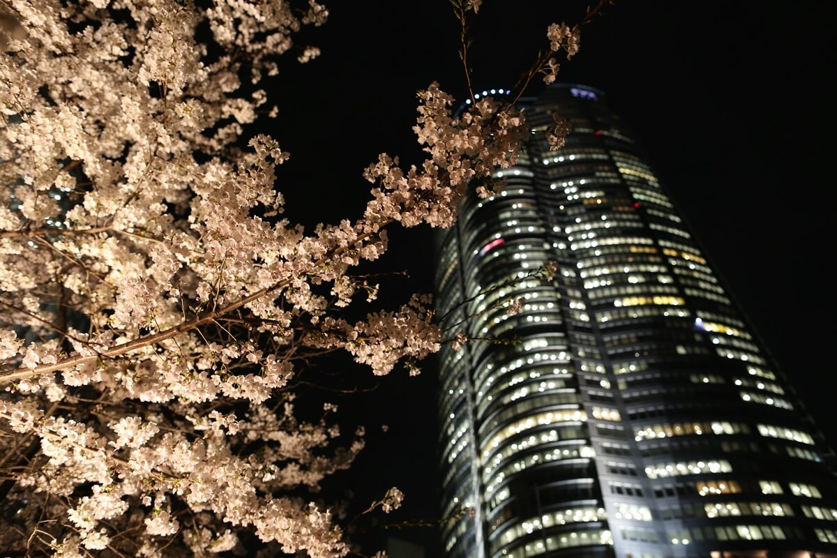 六本木ヒルズの夜桜　roppongi hills Cherry Blossom (10)
