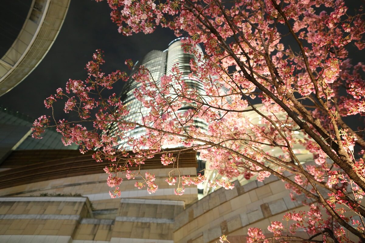六本木ヒルズの夜桜　roppongi hills Cherry Blossom (3)