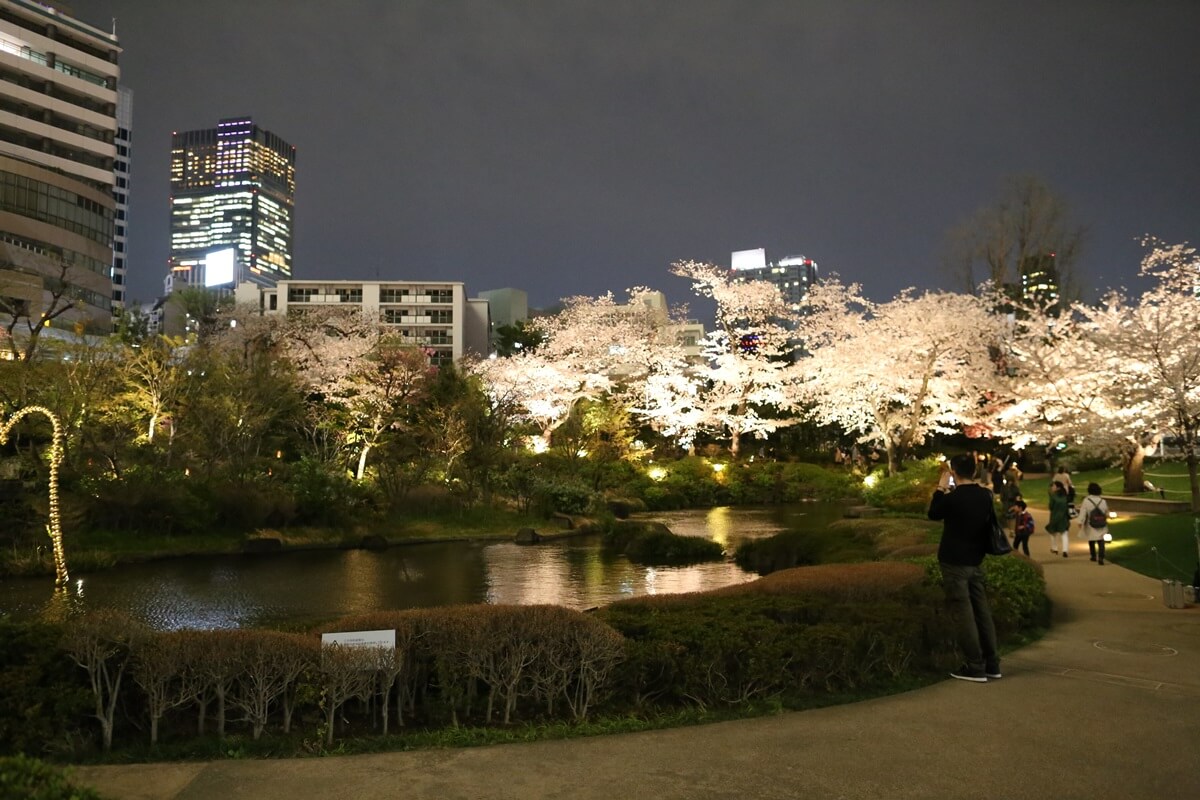  六本木ヒルズの夜桜　 roppongi hills Cherry Blossom (4)
