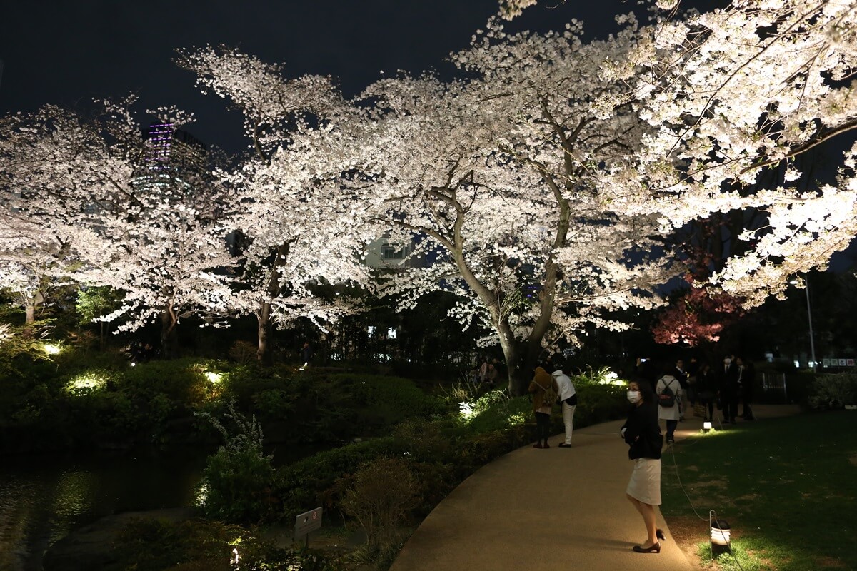 六本木ヒルズの夜桜　roppongi hills Cherry Blossom (5)