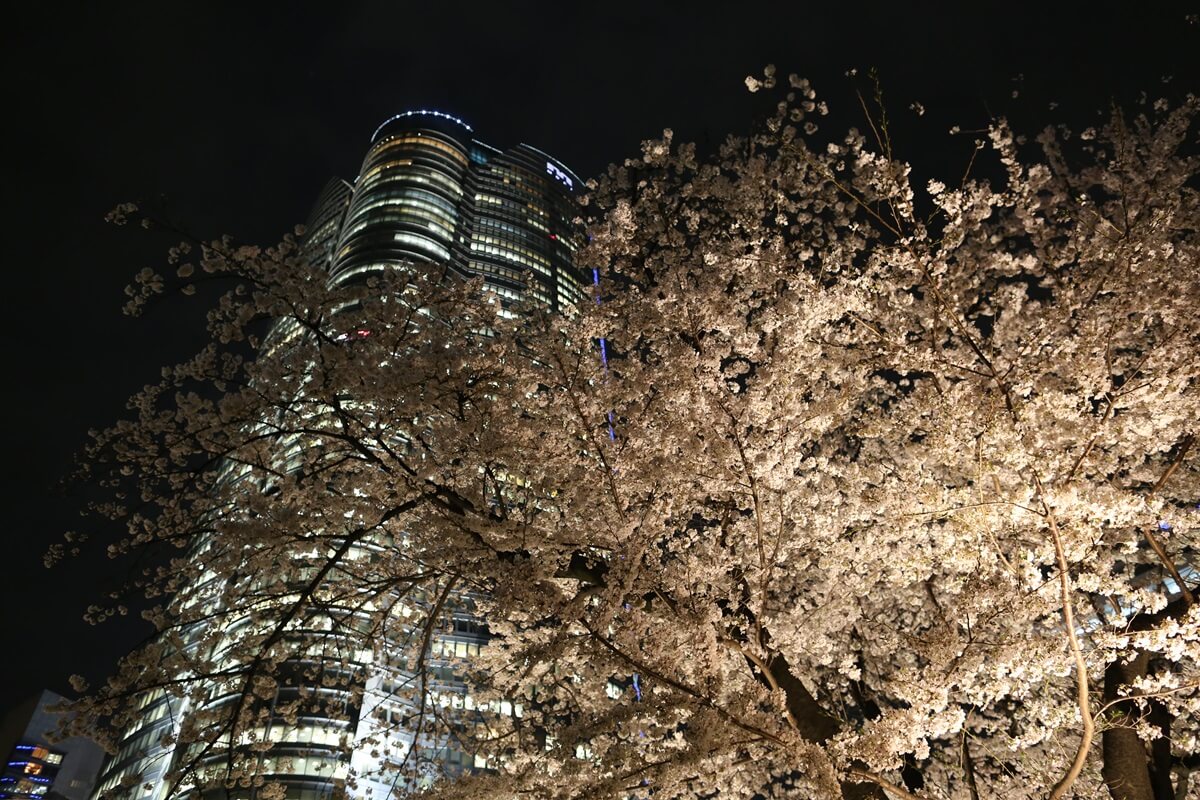 六本木ヒルズの夜桜　roppongi hills Cherry Blossom (7)