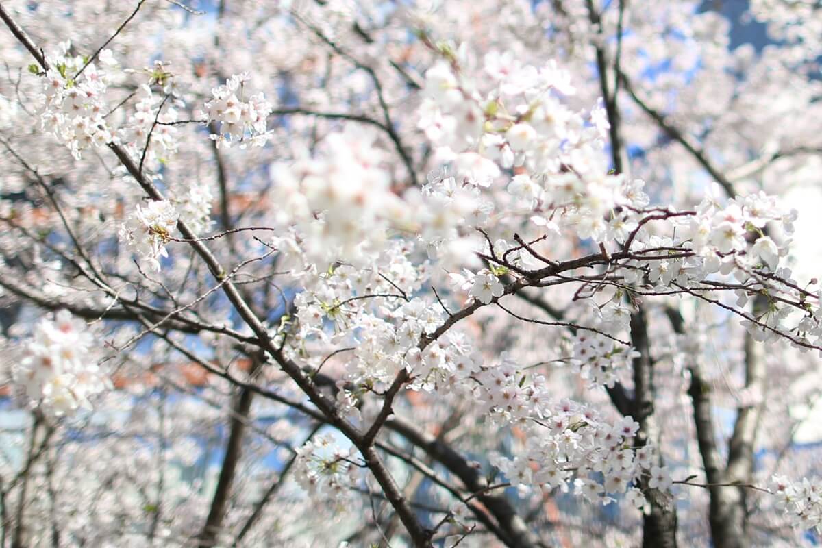 六本木ヒルズの桜　roppongihills Cherry Blossom
