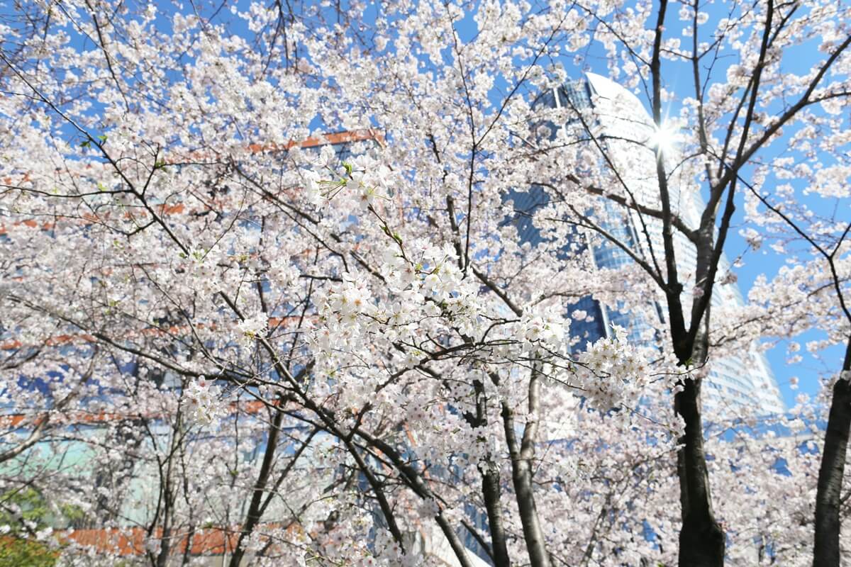 六本木ヒルズの桜　roppongihills Cherry Blossom  (2)