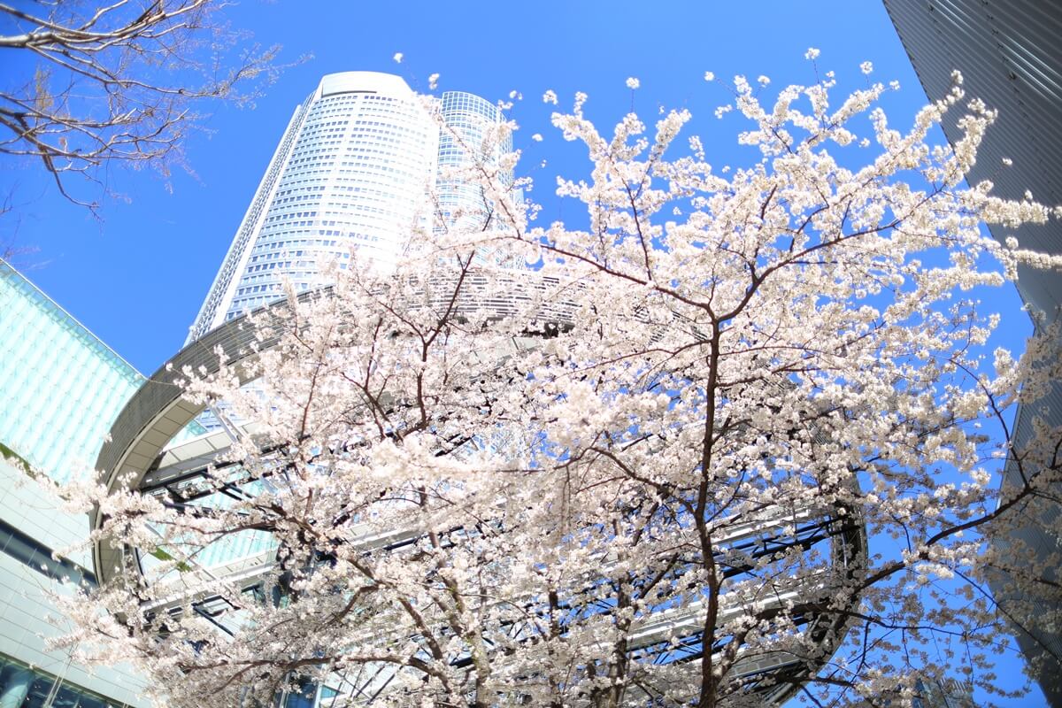 六本木ヒルズの桜　oppongihills Cherry Blossom  (6)