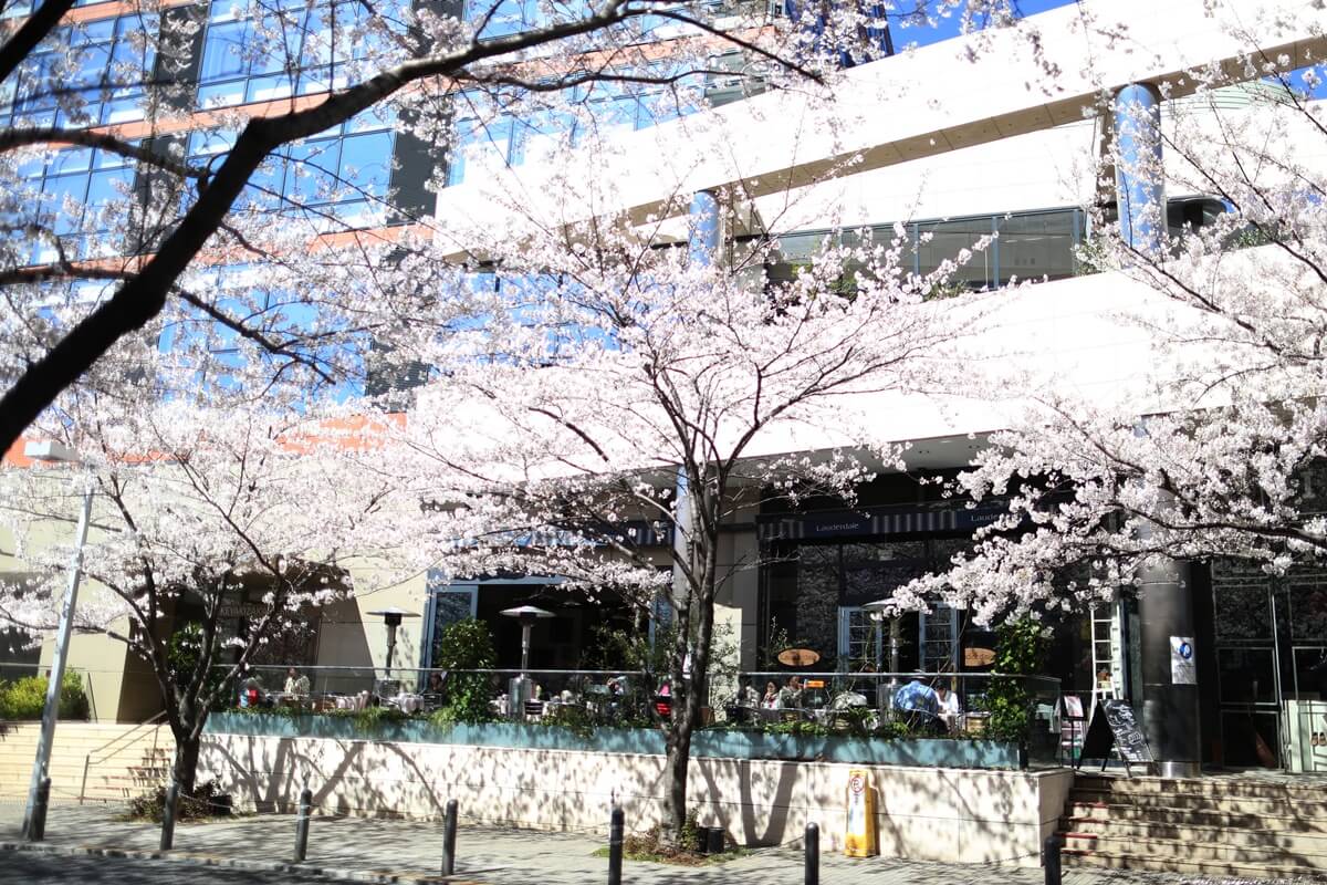 六本木ヒルズの桜　roppongihills Cherry Blossom  (7)