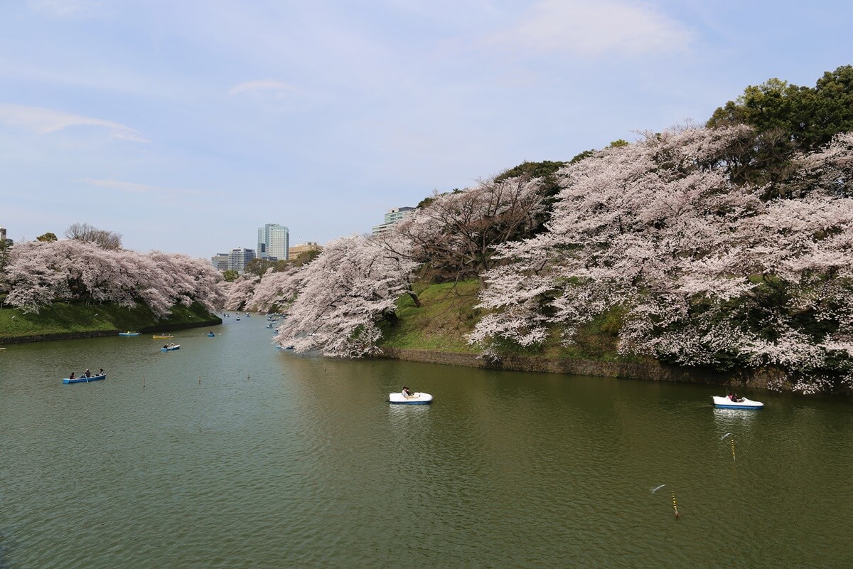 ボート乗り場　さくらの名所 千鳥ヶ淵緑道　chidorigafuchi  cherry blossoms  (1)