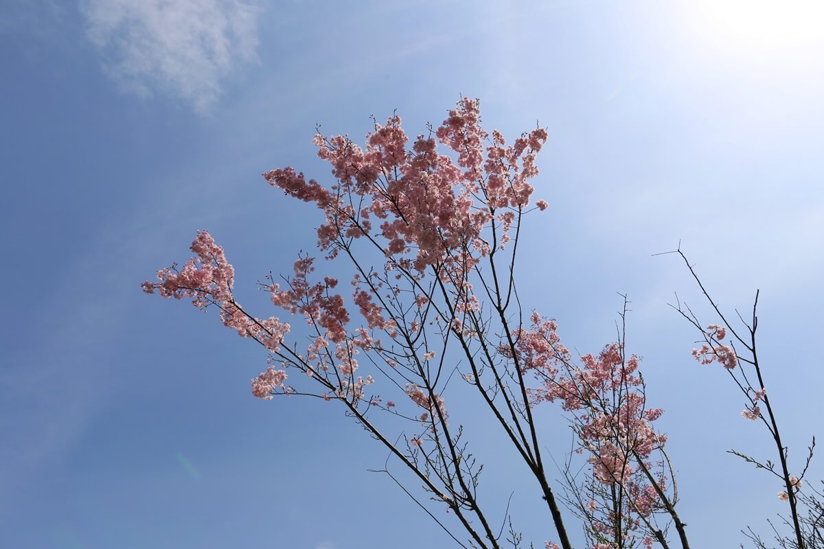 さくらの名所 千鳥ヶ淵緑道　chidorigafuchi  cherry blossoms  (10)