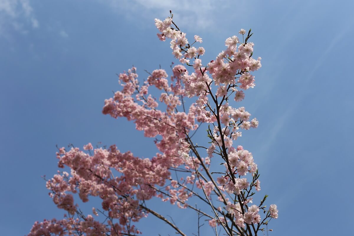 さくらの名所 千鳥ヶ淵緑道　chidorigafuchi  cherry blossoms  (11)