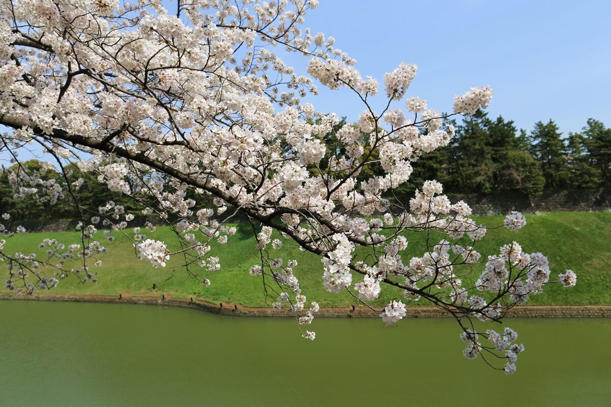 さくらの名所 千鳥ヶ淵緑道　chidorigafuchi  cherry blossoms  (12)