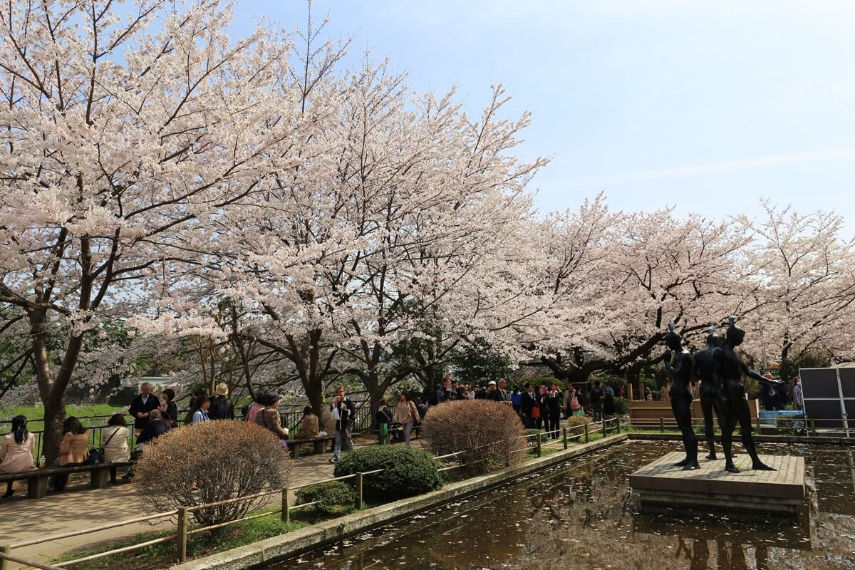 さくらの名所 千鳥ヶ淵緑道　chidorigafuchi  cherry blossoms  (13)