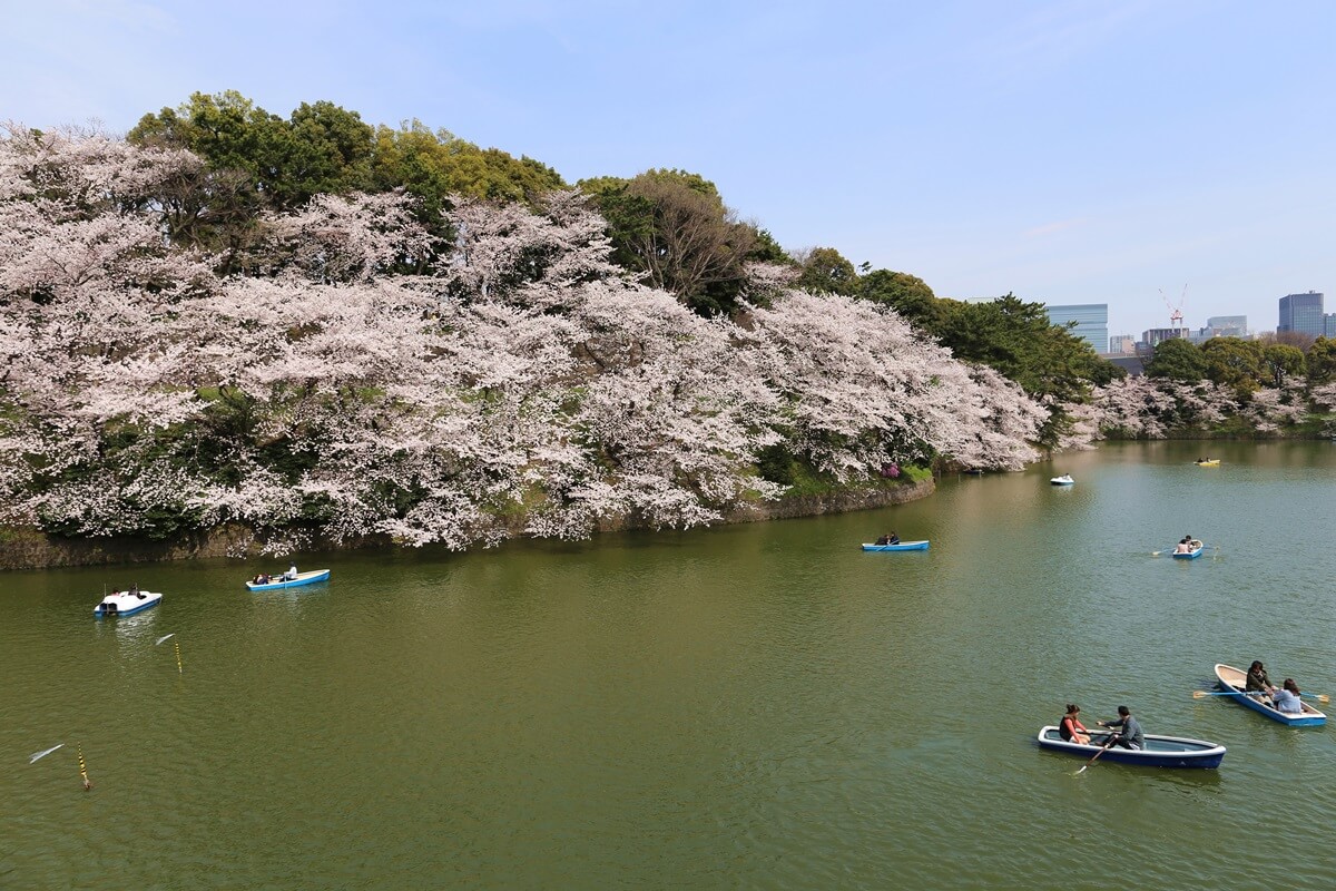 ボート乗り場　さくらの名所 千鳥ヶ淵緑道　chidorigafuchi  cherry blossoms  (14)