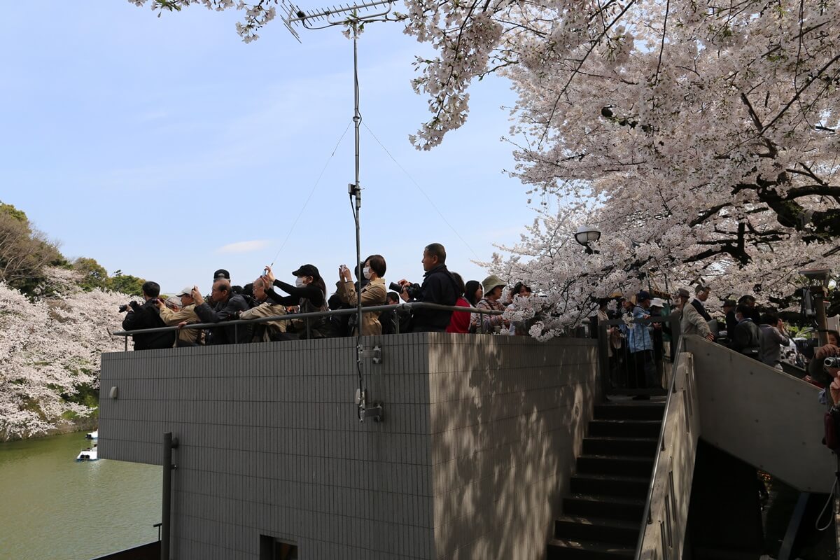 ボート乗り場　さくらの名所 千鳥ヶ淵緑道　chidorigafuchi  cherry blossoms  (15)