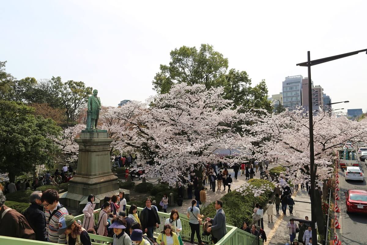 さくらの名所 千鳥ヶ淵緑道　chidorigafuchi  cherry blossoms  (16)