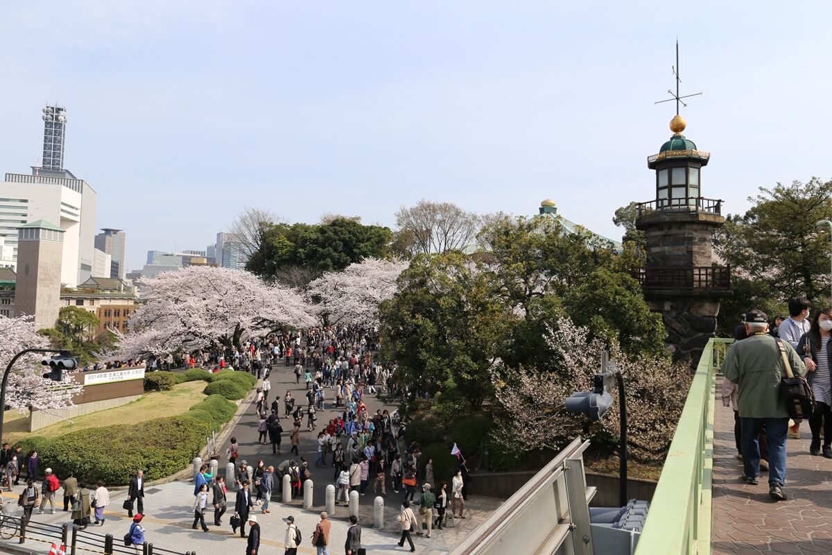 さくらの名所 千鳥ヶ淵緑道　chidorigafuchi  cherry blossoms  (17)