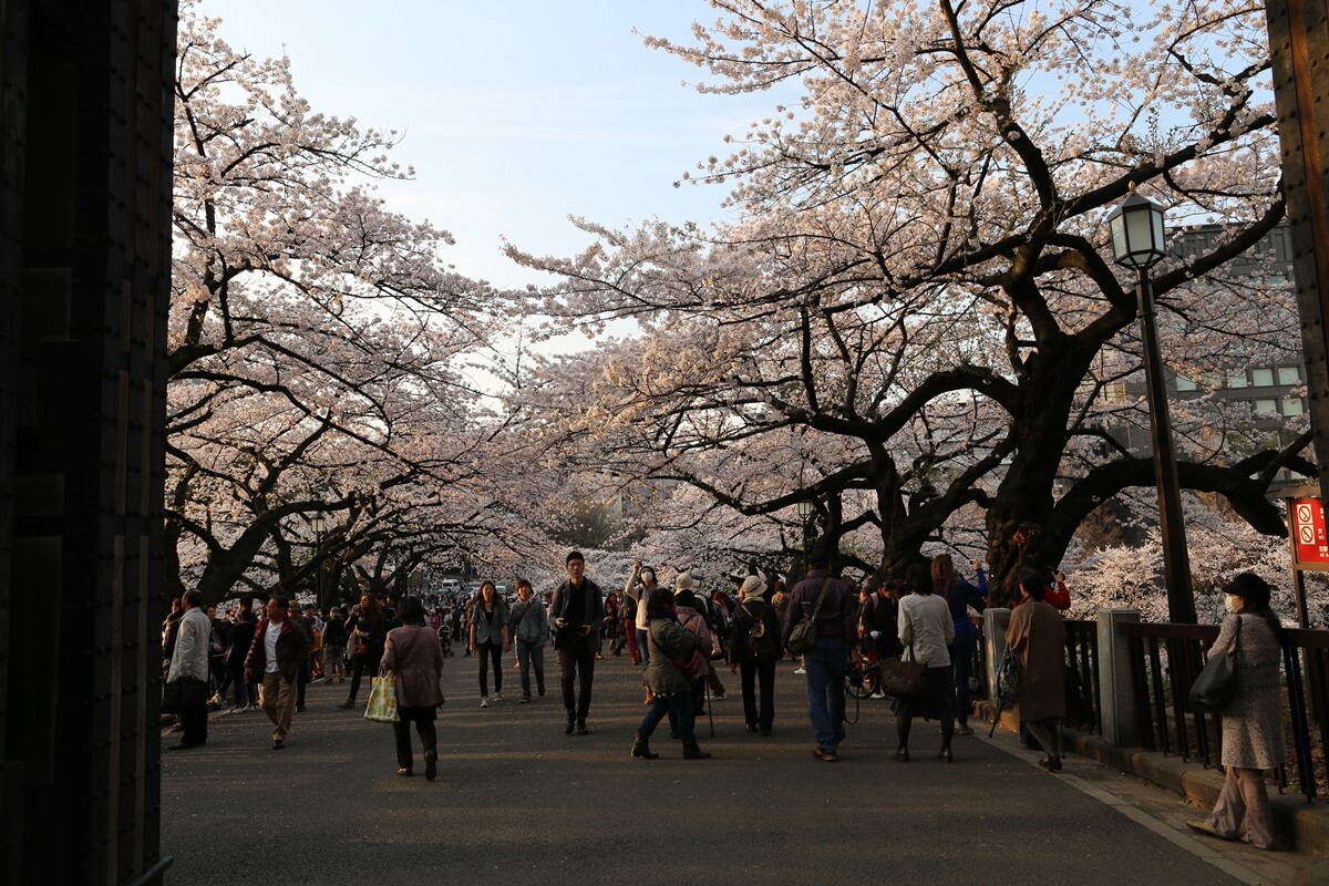さくらの名所 千鳥ヶ淵緑道　chidorigafuchi  cherry blossoms  (19)