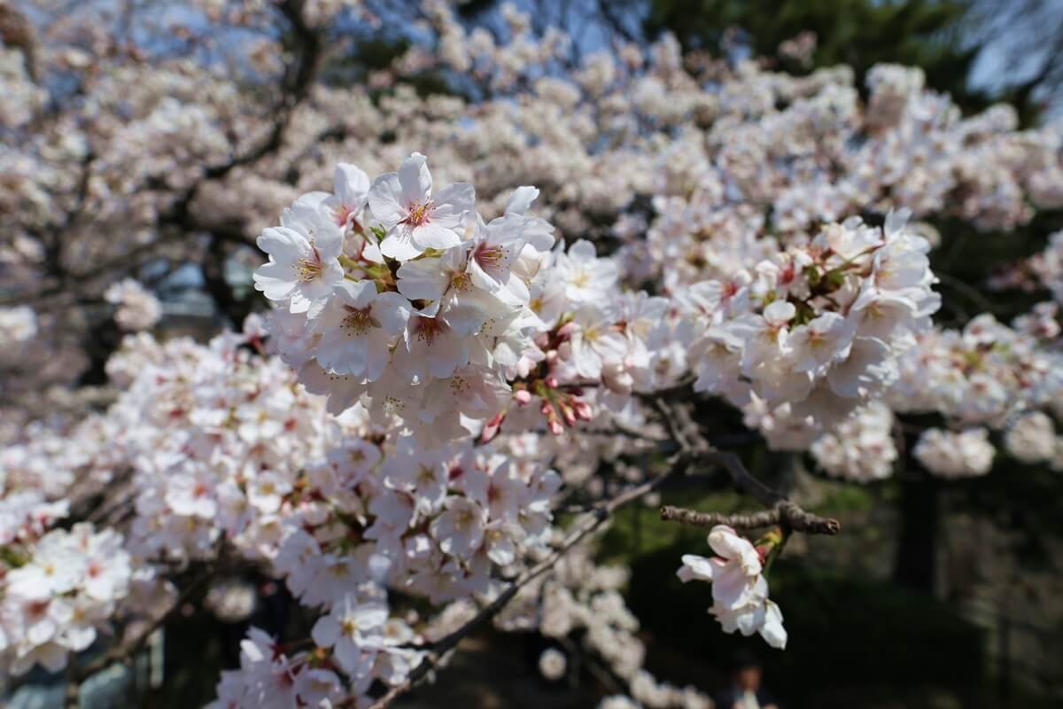 さくらの名所 千鳥ヶ淵緑道　chidorigafuchi  cherry blossoms  (2)