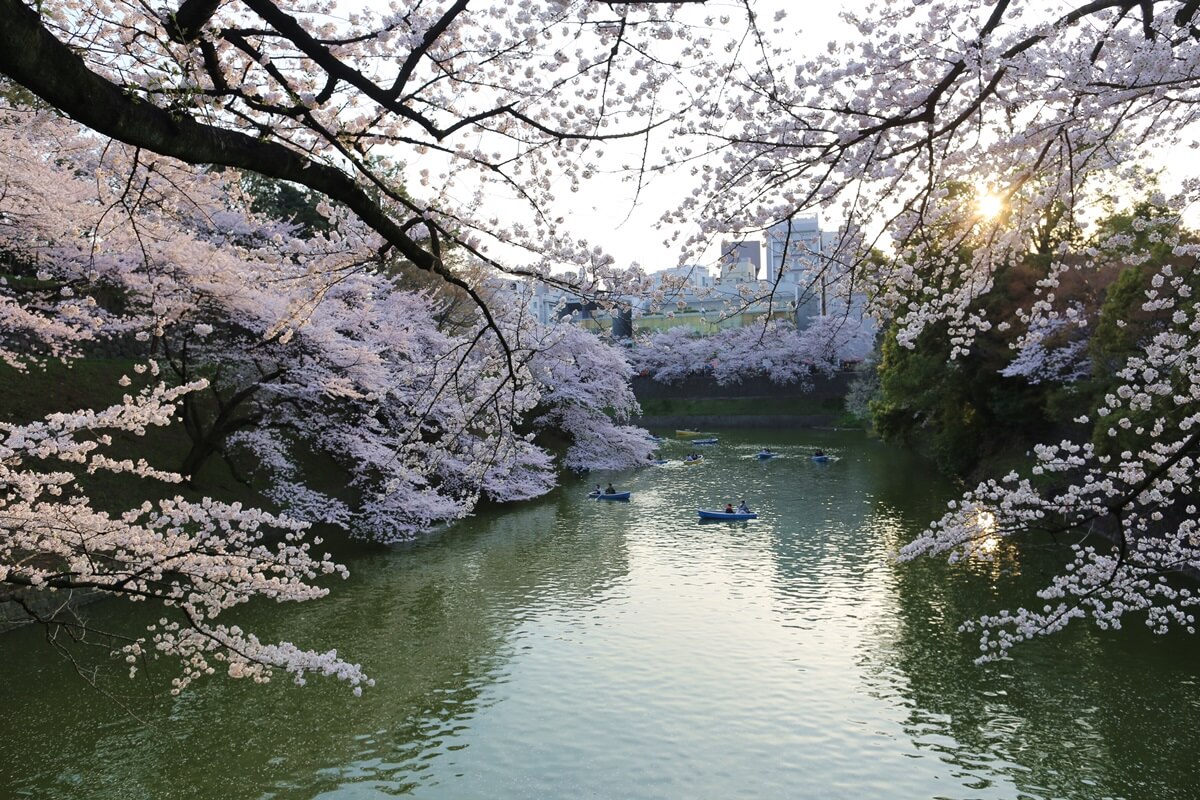 さくらの名所 千鳥ヶ淵緑道　chidorigafuchi  cherry blossoms  (20)