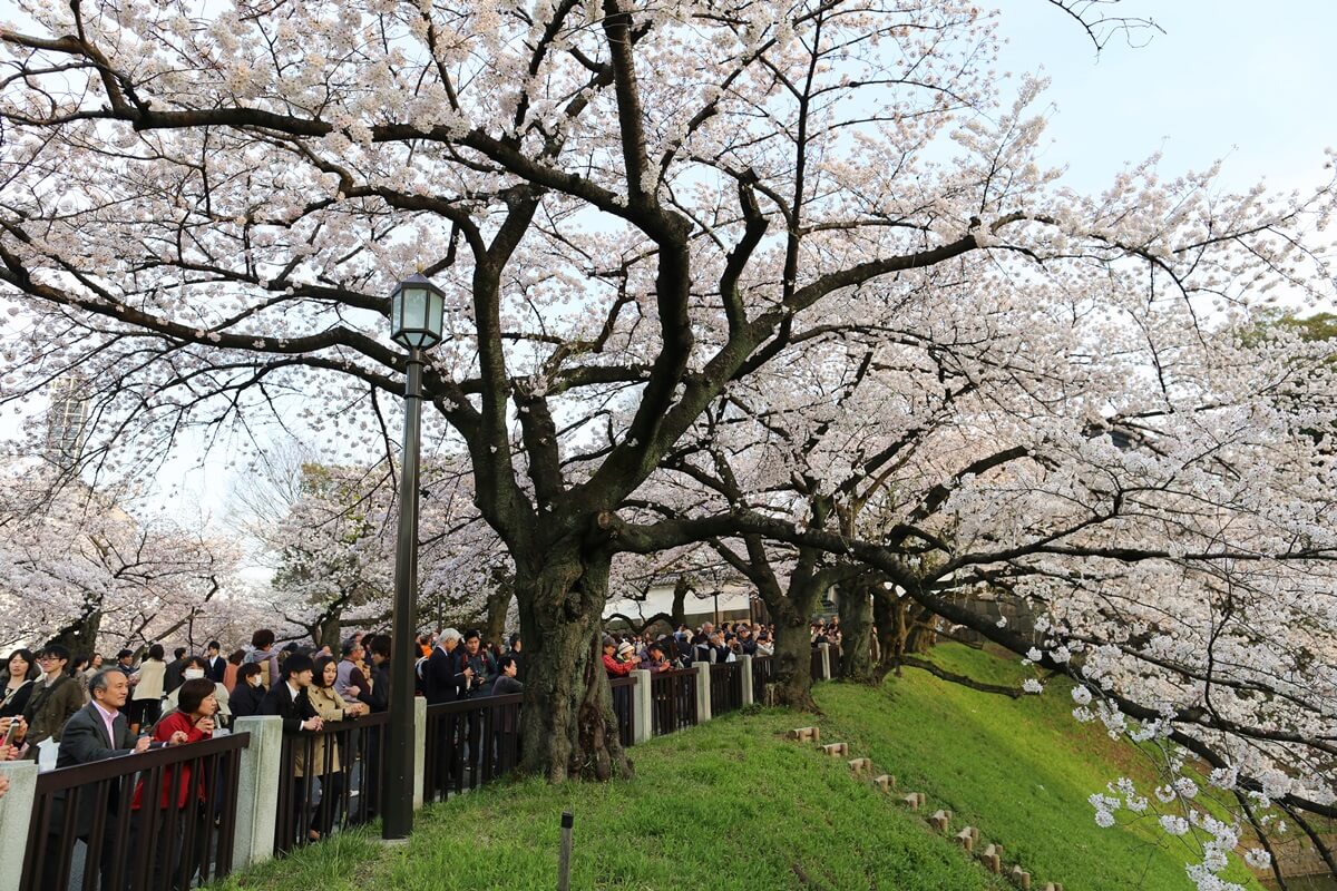 さくらの名所 千鳥ヶ淵緑道　chidorigafuchi  cherry blossoms  (21)