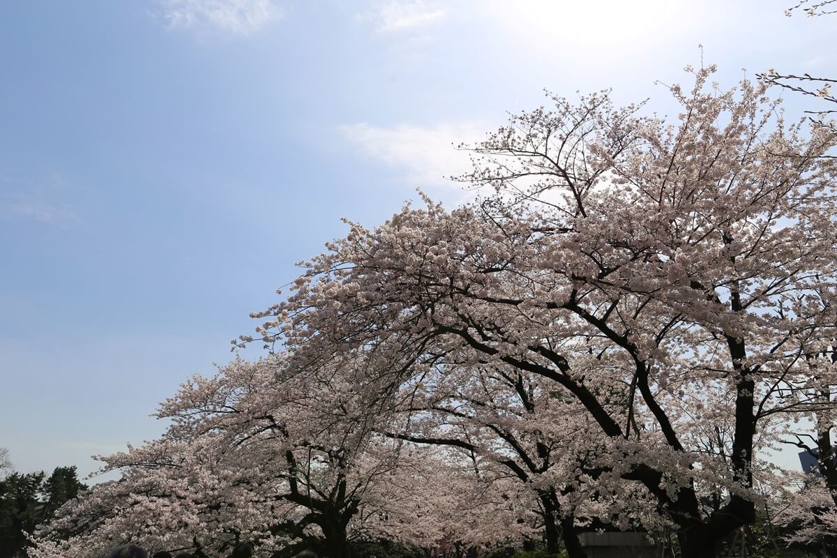 さくらの名所 千鳥ヶ淵緑道　chidorigafuchi  cherry blossoms  (4)