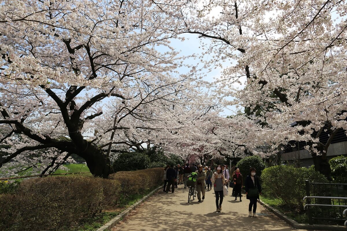 さくらの名所 千鳥ヶ淵緑道　chidorigafuchi  cherry blossoms  (5)