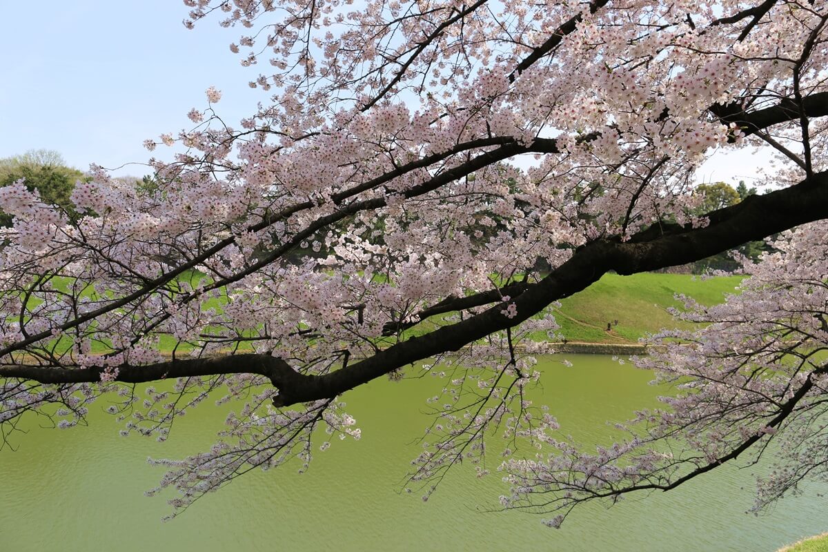 さくらの名所 千鳥ヶ淵緑道　chidorigafuchi  cherry blossoms  (7)