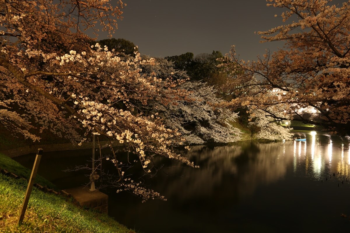 さくらの名所 千鳥ヶ淵緑道　夜桜撮影写真　chidorigafuchi  cherry blossoms at night (1)