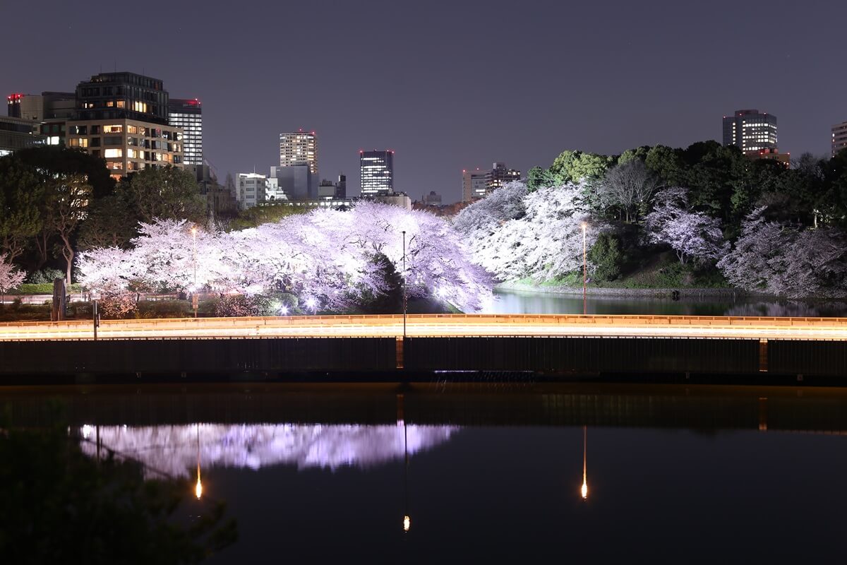 さくらの名所 千鳥ヶ淵緑道　夜桜撮影写真　chidorigafuchi  cherry blossoms at night (10)