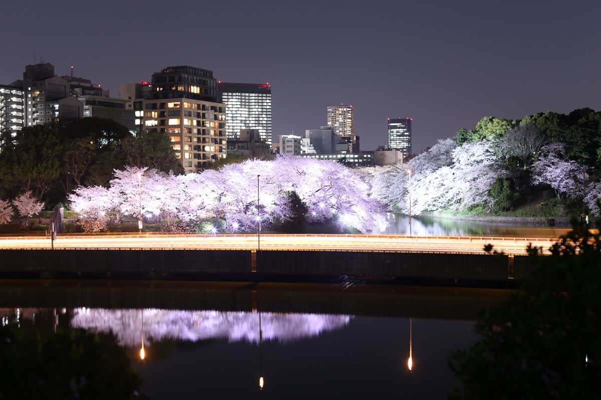 さくらの名所 千鳥ヶ淵緑道　夜桜撮影写真　chidorigafuchi  cherry blossoms at night (11)