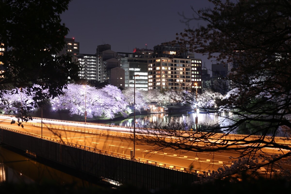 さくらの名所 千鳥ヶ淵緑道　夜桜撮影写真　chidorigafuchi  cherry blossoms at night (12)