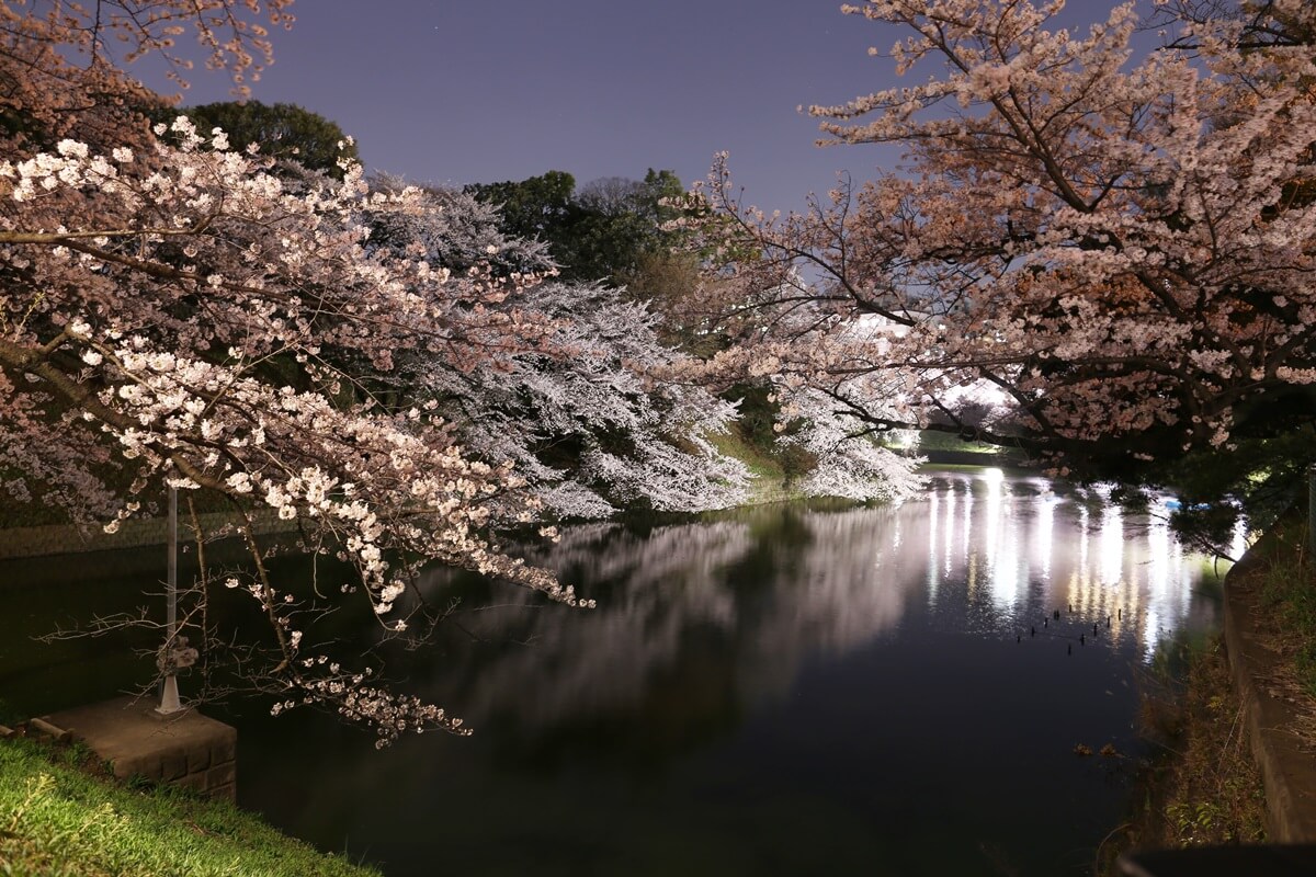 さくらの名所 千鳥ヶ淵緑道　夜桜撮影写真　chidorigafuchi  cherry blossoms at night (2)