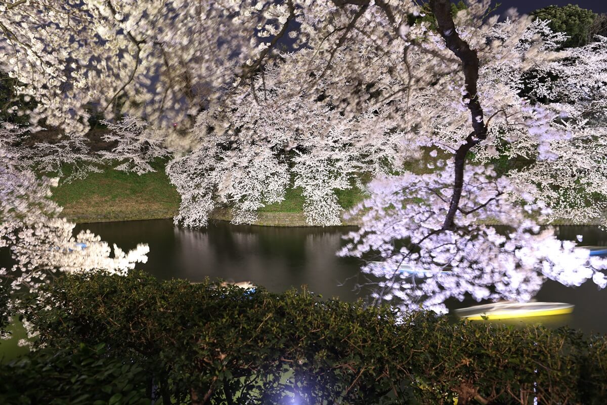 さくらの名所 千鳥ヶ淵緑道　夜桜撮影写真　chidorigafuchi  cherry blossoms at night (3)