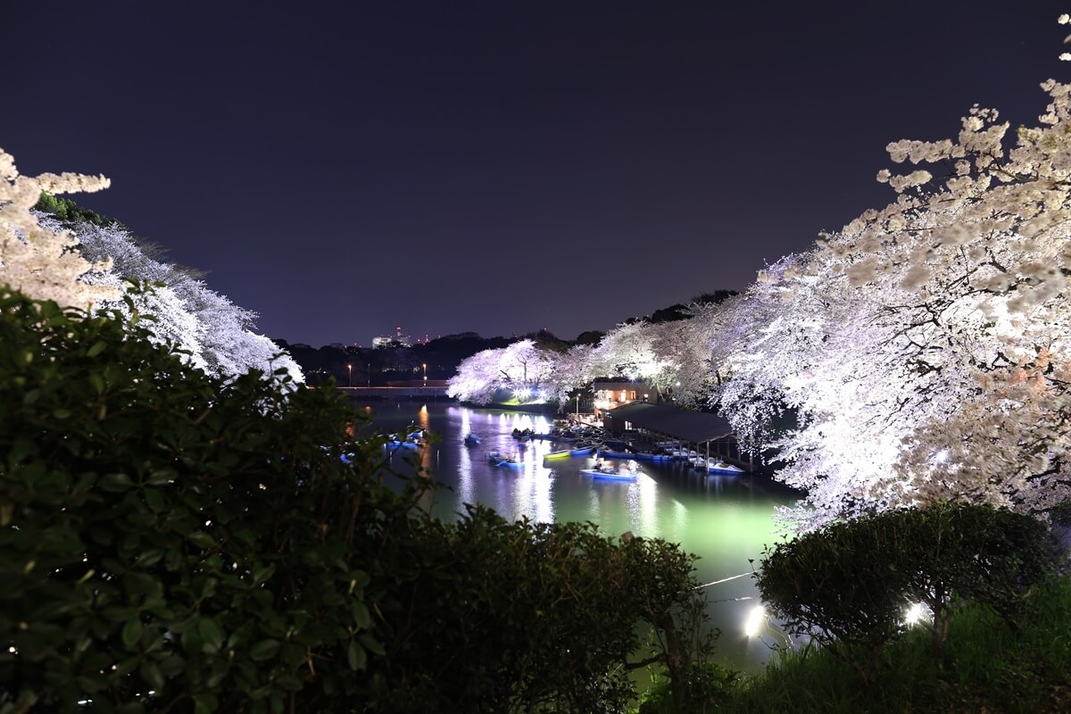 さくらの名所 千鳥ヶ淵緑道　夜桜撮影写真　chidorigafuchi  cherry blossoms at night (4)