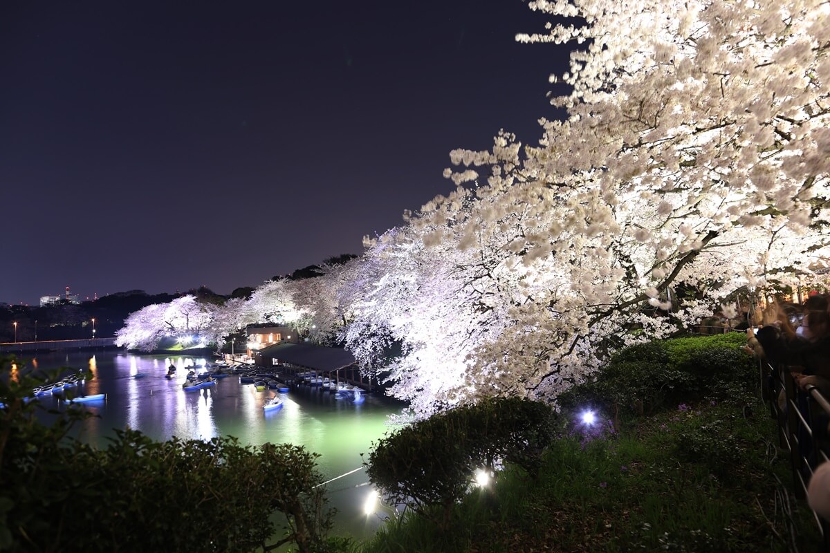 さくらの名所 千鳥ヶ淵緑道　夜桜撮影写真　chidorigafuchi  cherry blossoms at night (5)