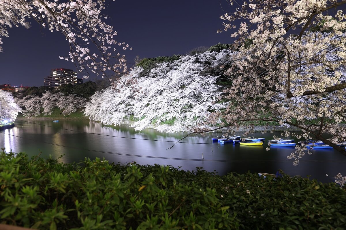 さくらの名所 千鳥ヶ淵緑道　夜桜撮影写真　chidorigafuchi  cherry blossoms at night (6)