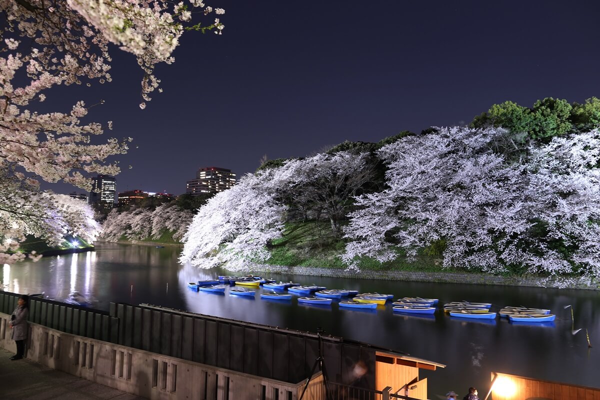 さくらの名所 千鳥ヶ淵緑道　夜桜撮影写真　chidorigafuchi  cherry blossoms at night (7)