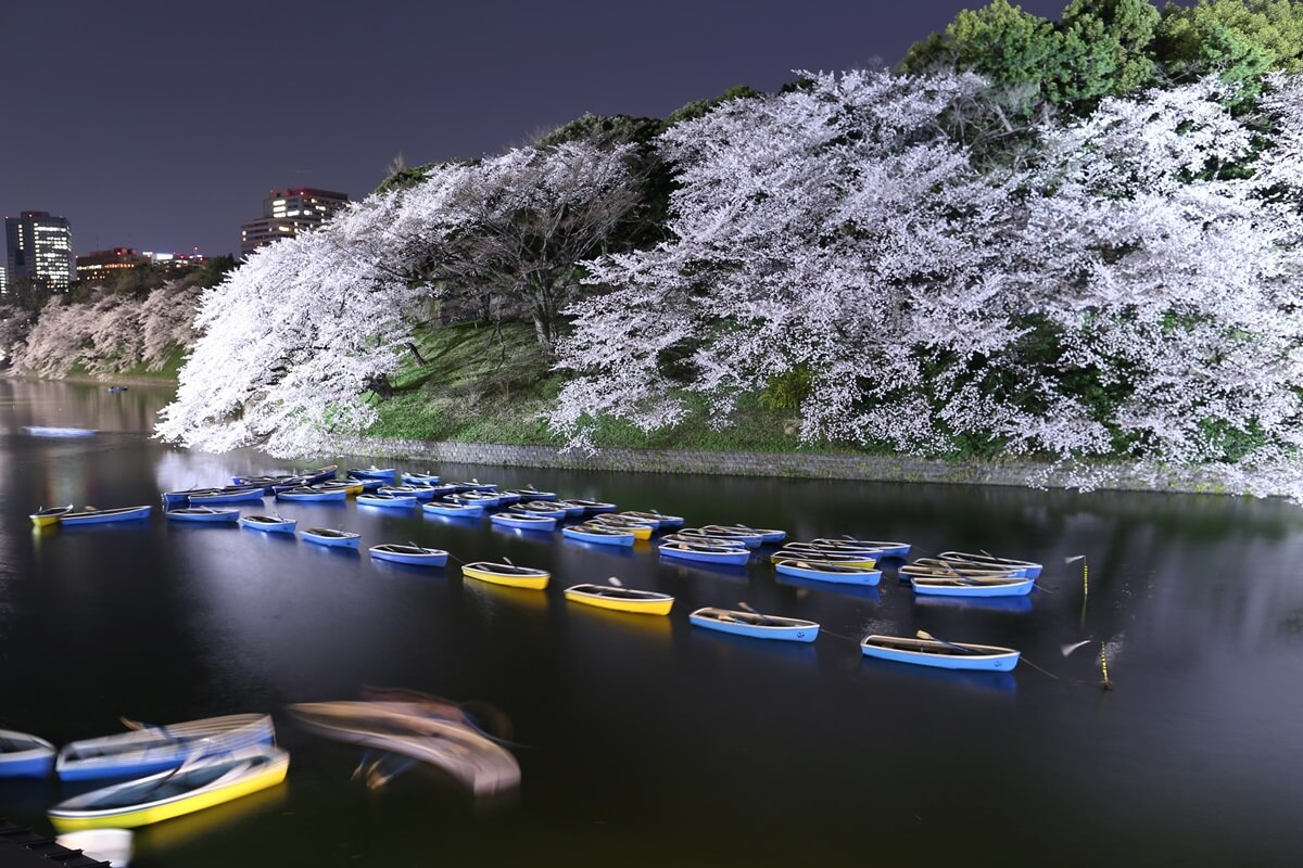 さくらの名所 千鳥ヶ淵緑道　夜桜撮影写真　chidorigafuchi  cherry blossoms at night (8)