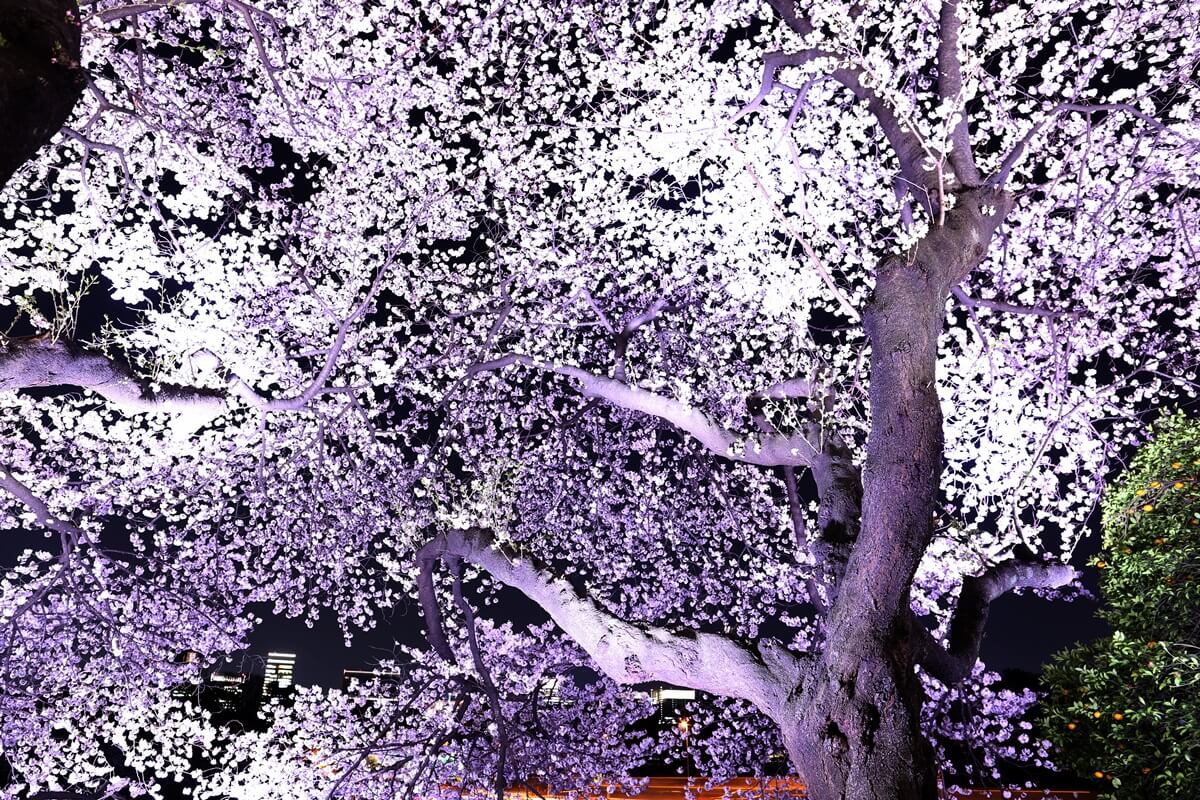 さくらの名所 千鳥ヶ淵緑道　夜桜撮影写真　chidorigafuchi  cherry blossoms at night (9)