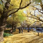 明治神宮外苑　いちょう並木の黄色い絨毯。