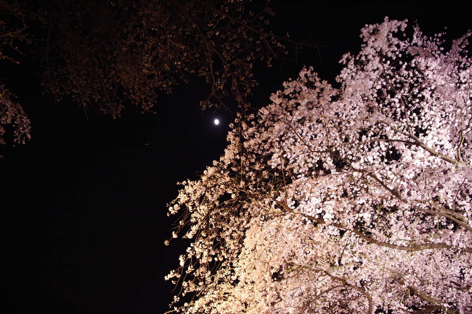 六義園　しだれ桜　夜桜　rikugien_shidarezakura (1)